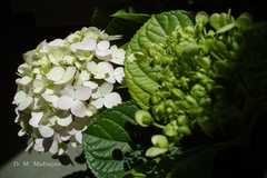 Hydrangea macrophylla